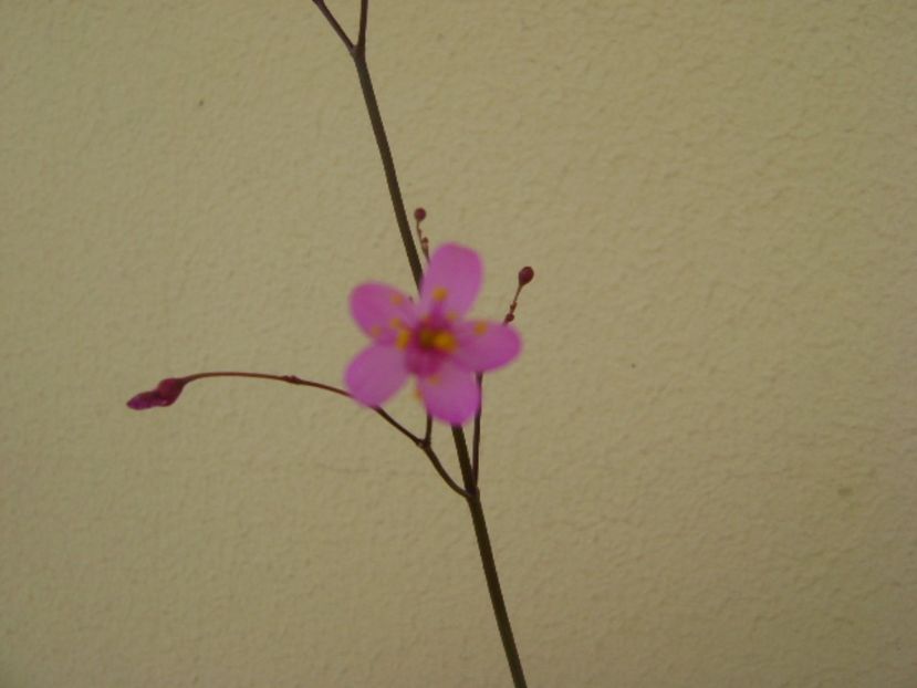 Talinum paniculatum - Caudiciforme si bulbi 2017