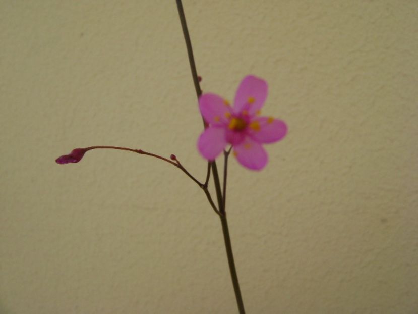Talinum paniculatum - Caudiciforme si bulbi 2017