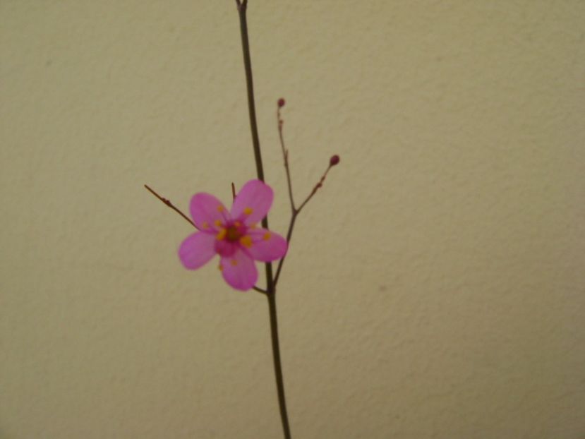 Talinum paniculatum - Caudiciforme si bulbi 2017