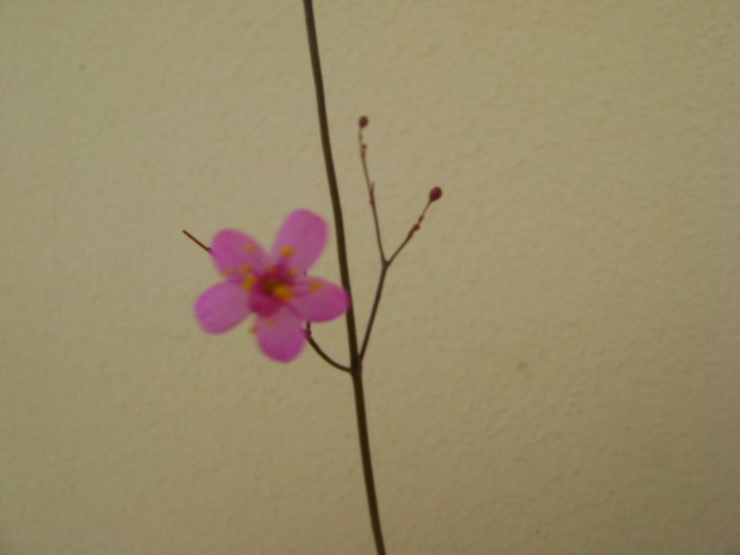 Talinum paniculatum - Caudiciforme si bulbi 2017