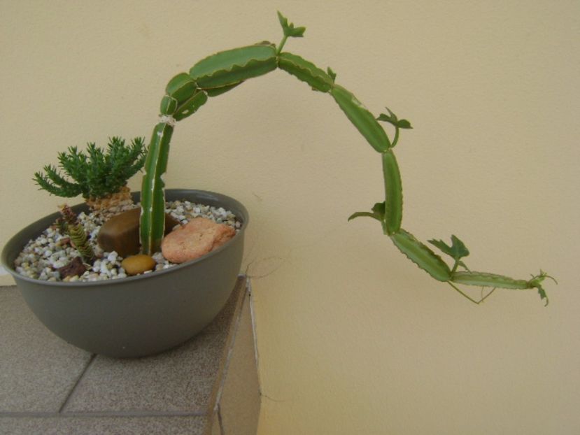 Cissus quadrangularis - Suculente 2017