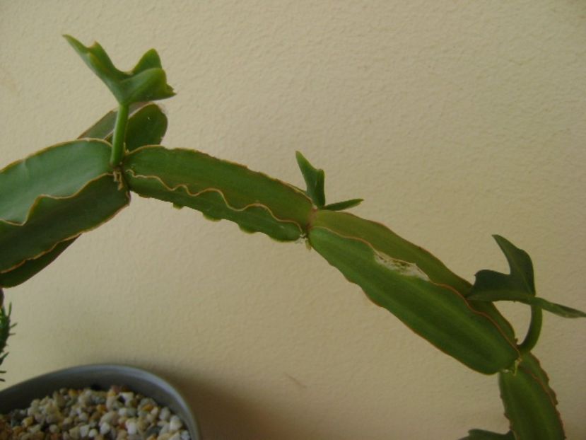 Cissus quadrangularis - Suculente 2017