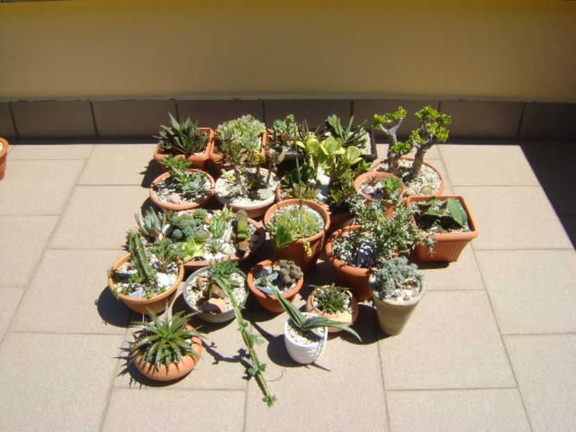 Suculente afara la soare pe terasa - Suculente 2017