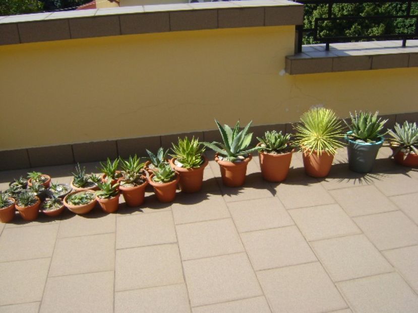 Agave la aer si la soare - Agave si Yucca 2017