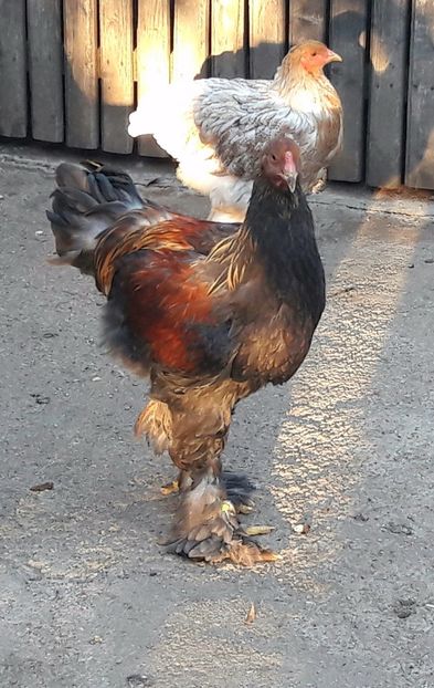  - a__Pui si tineret brahma 2017