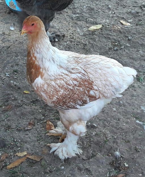  - a__Pui si tineret brahma 2017