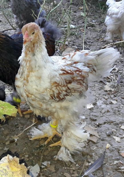  - a__Pui si tineret brahma 2017