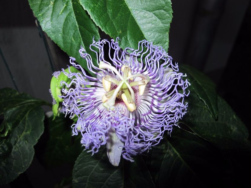  - Passiflora incarnata