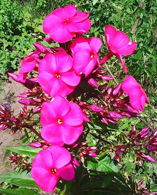 Nuovo_1_Photo5166 - Gradinuta mea