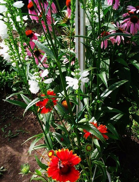 Nuovo_1_Photo5175 - Gradinuta mea