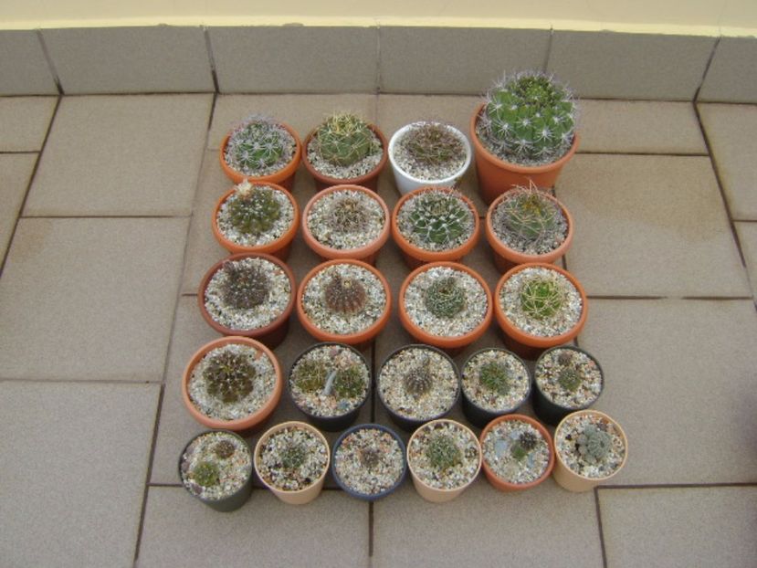 Grupul Gymnocalycium vara pe terasa - Cactusi 2017 Gymnocalycium