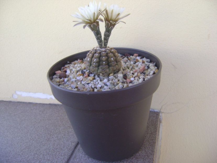 Gymnocalycium ragonesei - Cactusi 2017 Gymnocalycium