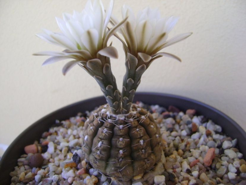 Gymnocalycium ragonesei - Cactusi 2017 Gymnocalycium
