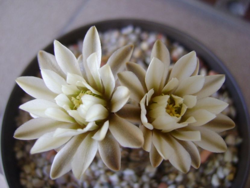 Gymnocalycium ragonesei - Cactusi 2017 Gymnocalycium