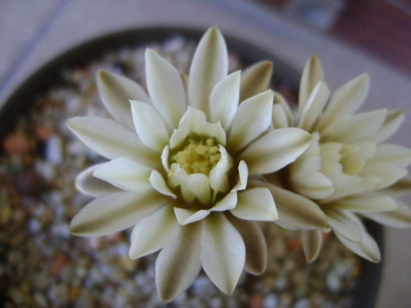 Gymnocalycium ragonesei - Cactusi 2017 Gymnocalycium
