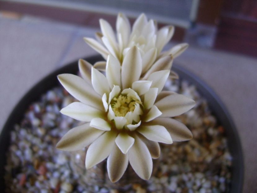 Gymnocalycium ragonesei - Cactusi 2017 Gymnocalycium