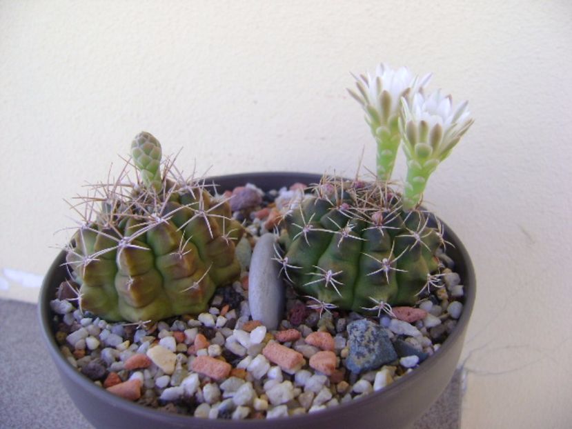 Gymnocalycium damsii v. tucavocense - Cactusi 2017 Gymnocalycium