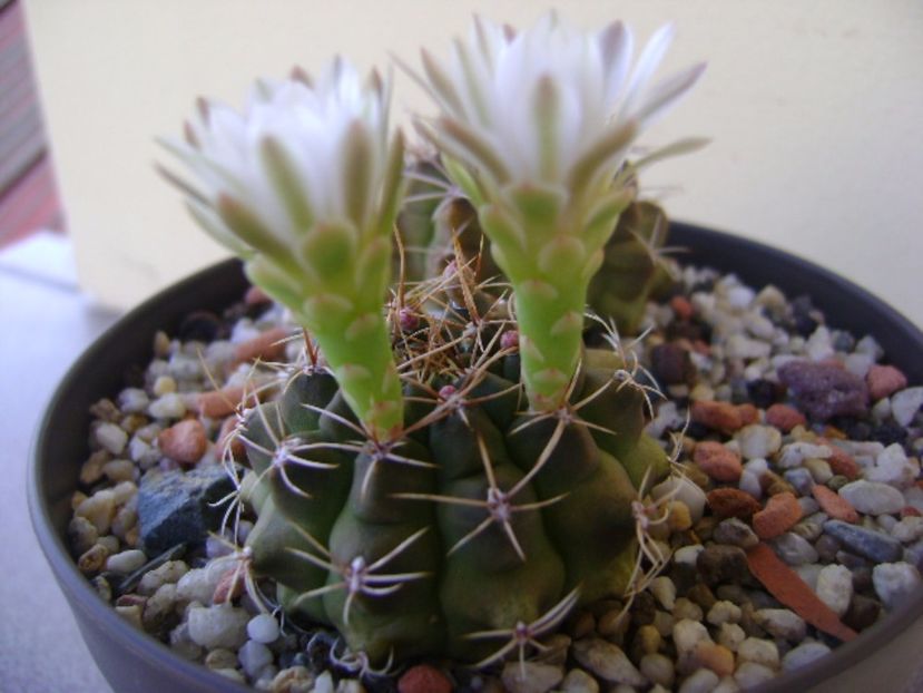 Gymnocalycium damsii v. tucavocense - Cactusi 2017 Gymnocalycium