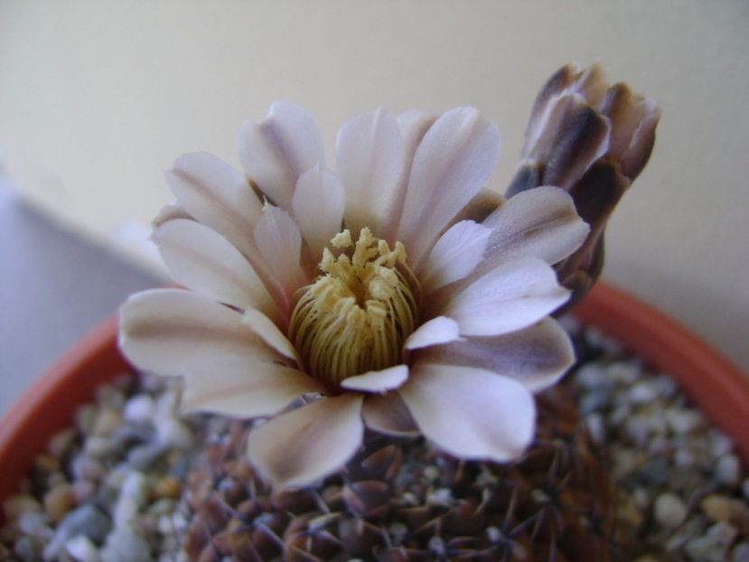 Gymnocalycium obductum - Cactusi 2017 Gymnocalycium