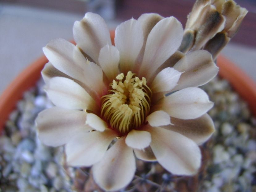 Gymnocalycium obductum - Cactusi 2017 Gymnocalycium