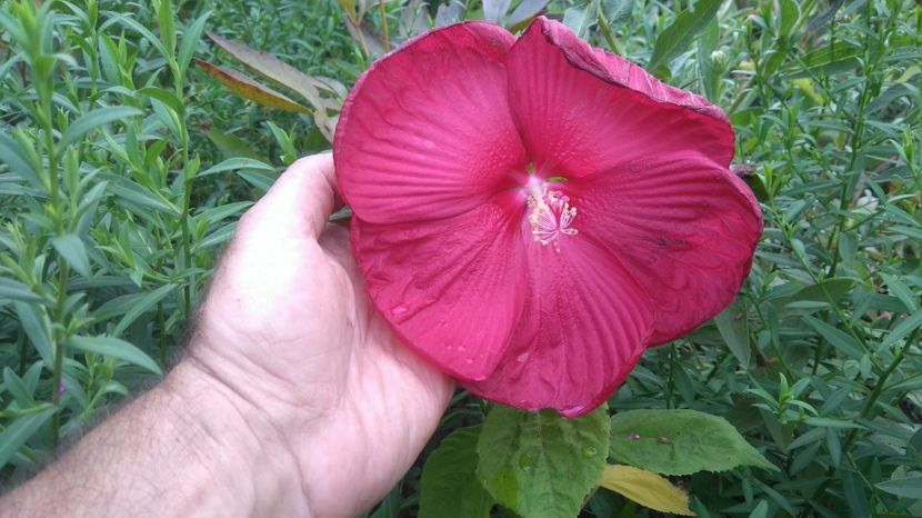 HM Luna rosu - Gradina flori 2017