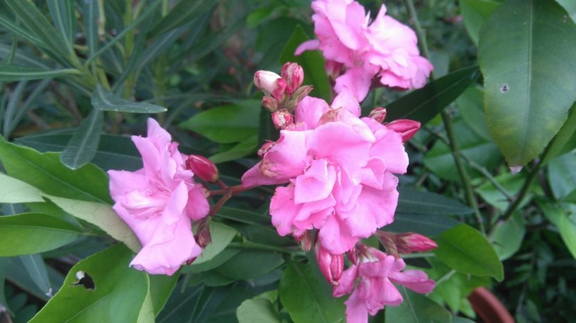 roz dublu - Flori apartament