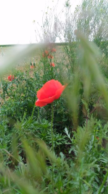 P_20170525_142619 - Livada 2017