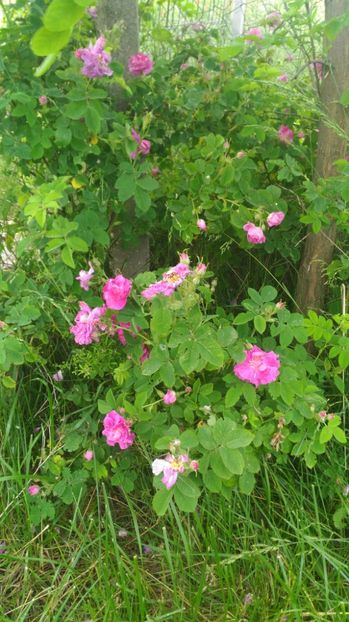 P_20170528_120053 - Livada 2017