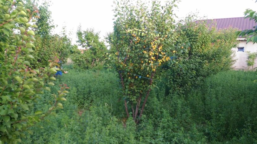 P_20170607_194730 - Livada 2017