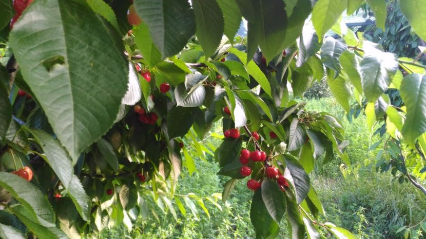 P_20170607_194807 - Livada 2017