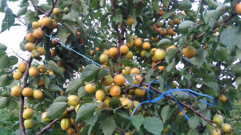 P_20170607_201603 - Livada 2017