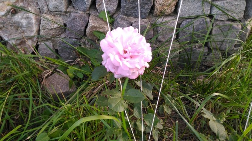 P_20170607_202828 - Livada 2017