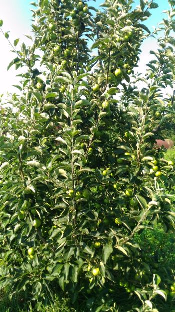 P_20170623_173810 - Livada 2017