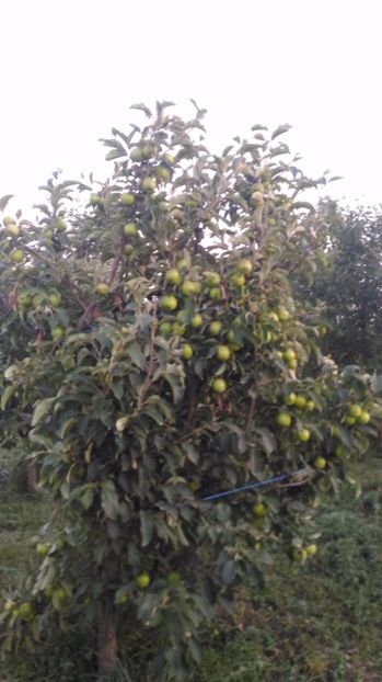 P_20170710_205654 - Livada 2017