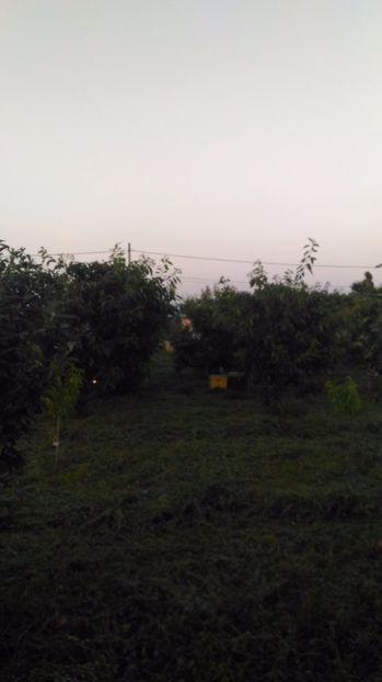 P_20170710_205706 - Livada 2017