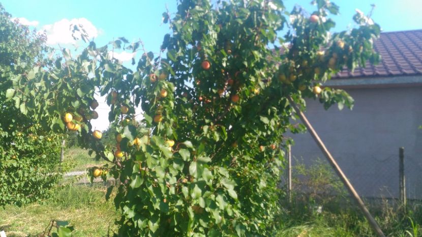 P_20170718_174157 - Livada 2017