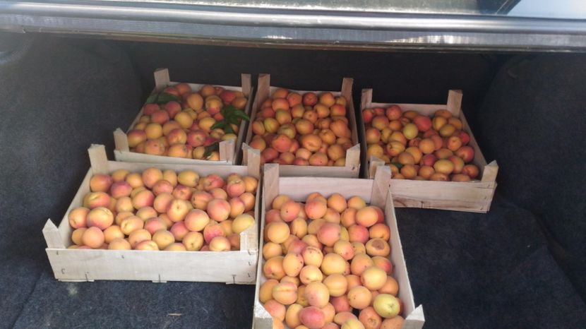 P_20170718_180720 - Livada 2017