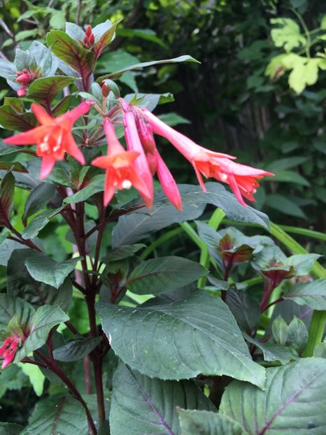 Gartenmeister - Fucsii