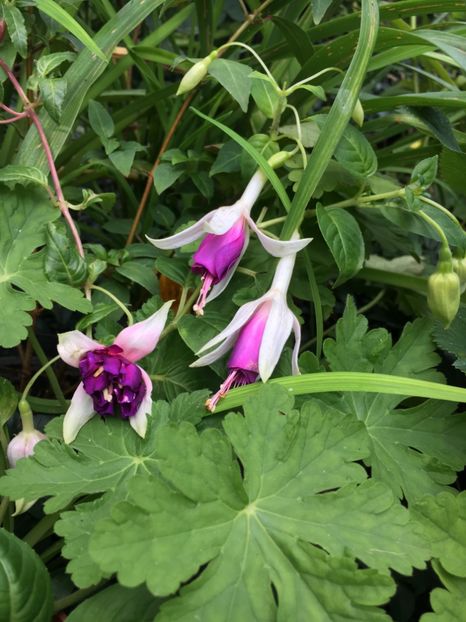 Blue Sarah și Royal mosaic - Fucsii