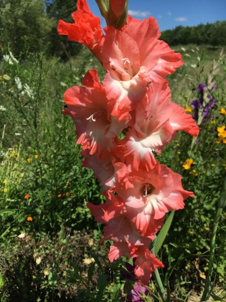  - Gladiole 2017