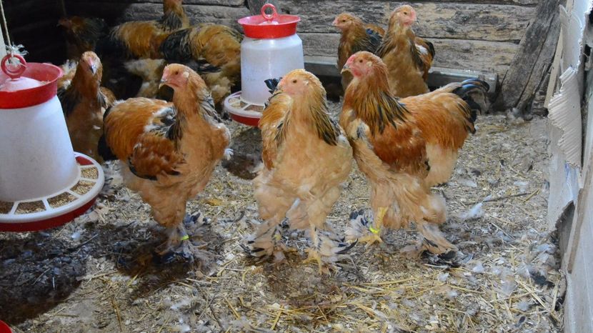 Cocosei - Brahma Columbia Galben-negru 2017