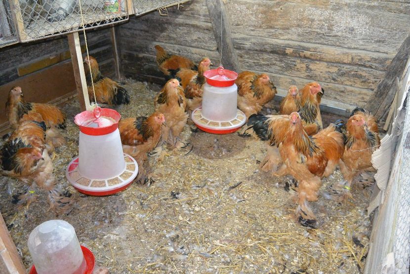 Cocosei - Brahma Columbia Galben-negru 2017