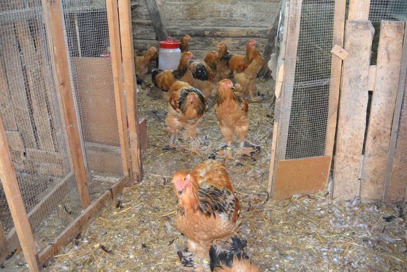  - Brahma Columbia Galben-negru 2017