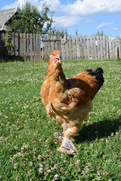  - Brahma Columbia Galben-negru 2017