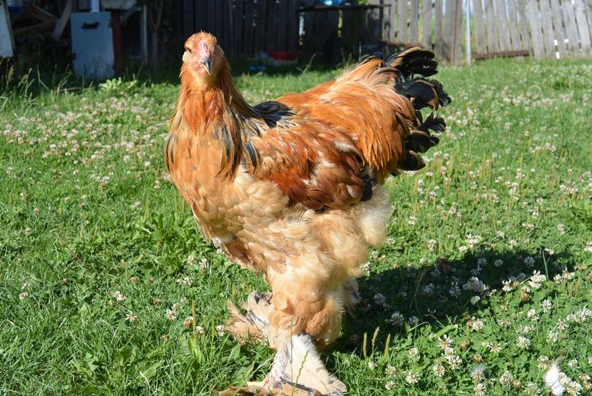  - Brahma Columbia Galben-negru 2017