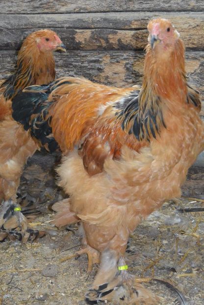  - Brahma Columbia Galben-negru 2017