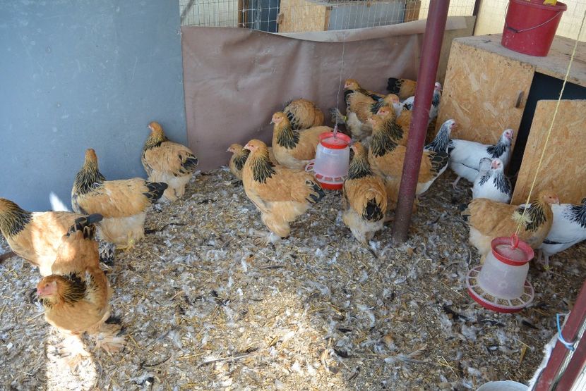 g3 - Brahma Columbia Galben-negru 2017