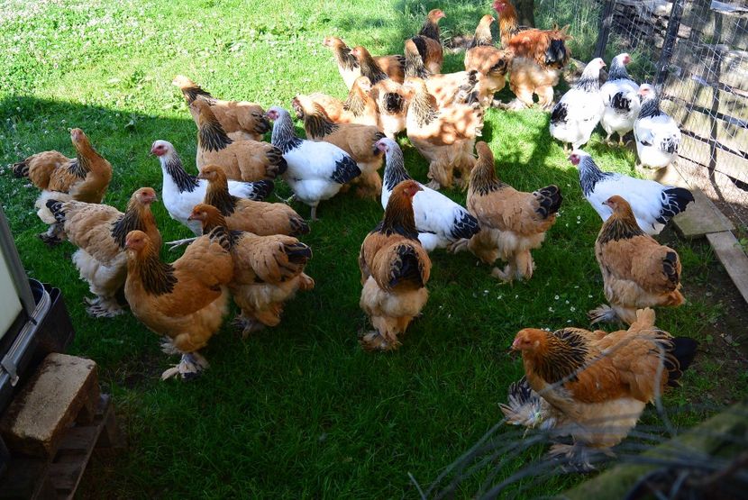 g4 - Brahma Columbia Galben-negru 2017