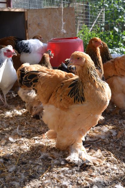 g6 - Brahma Columbia Galben-negru 2017