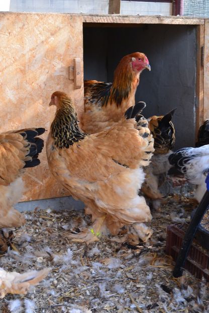 g7 - Brahma Columbia Galben-negru 2017